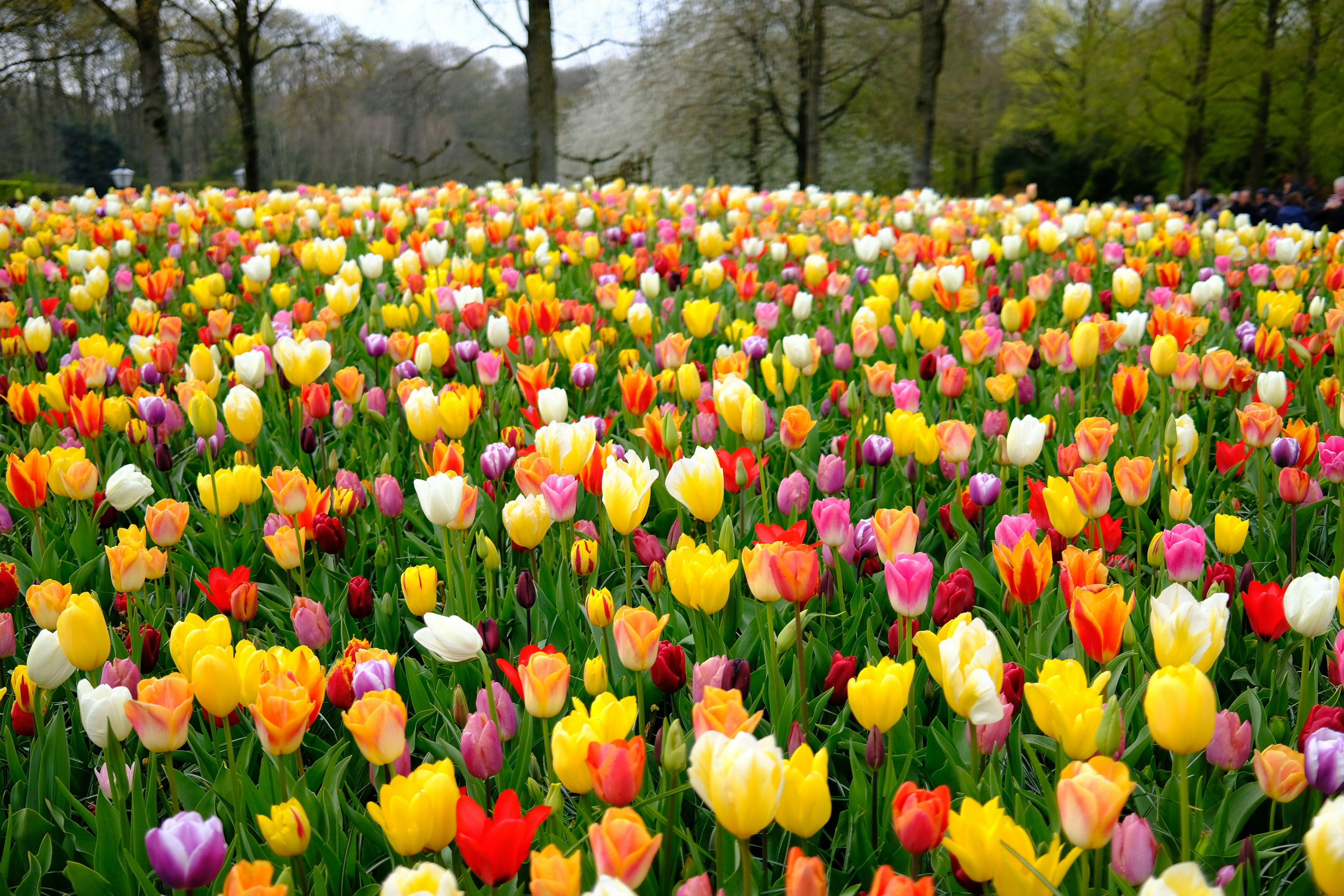 Парковете на лалетата 